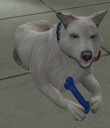 Langue canine !