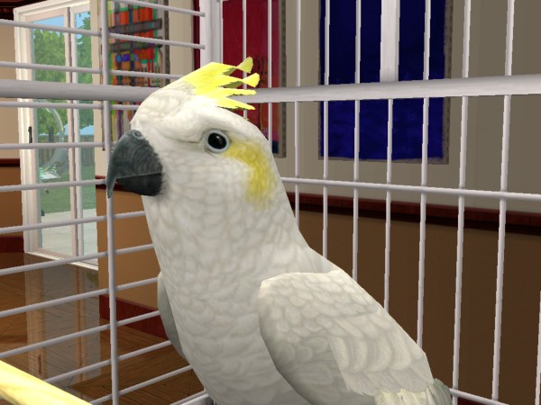 Quam, l'oiseau rare