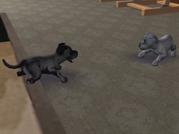 Chiots