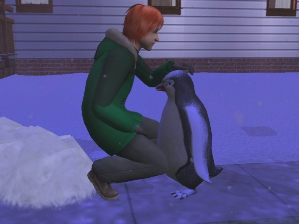 Le pingouin